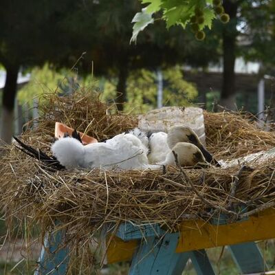 Yuvadan düşen leylekler korumaya alındı