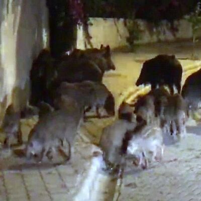 İlçenin kâbusu oldular! 'Özel Tim' önerisi