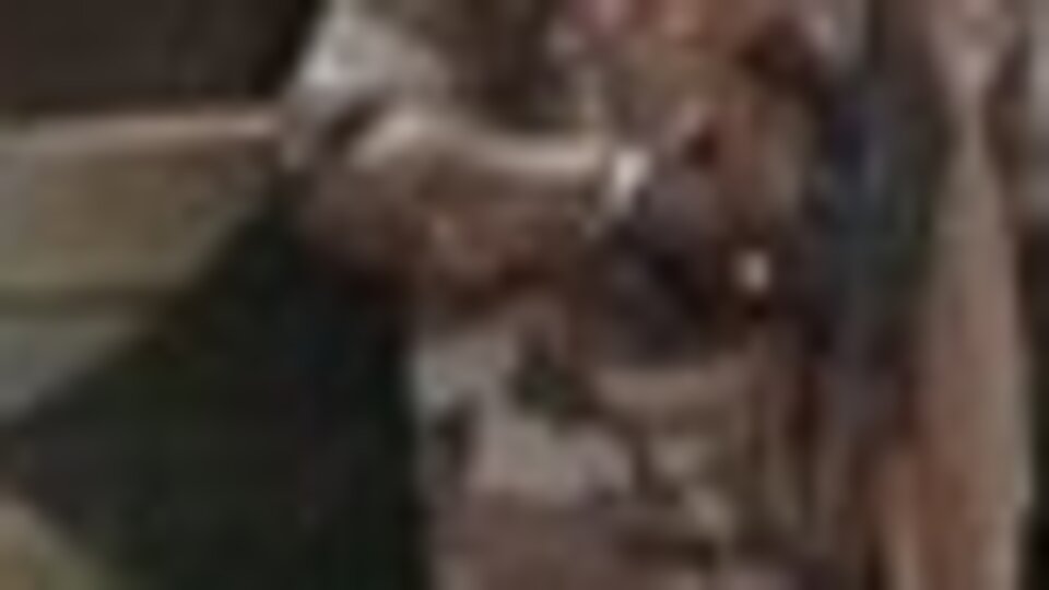 Mali'de 4 köye saldırı: 32 ölü