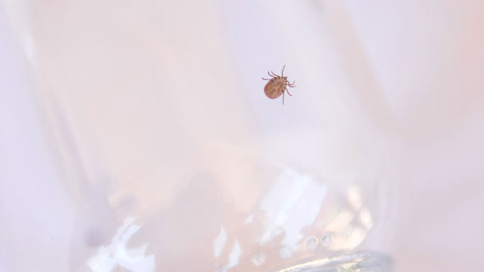 "Bilim insanları kene kısırlaştırma konusunda çalışma yapmalı"