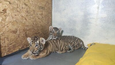 Türkiye´nin 2 Bengal kaplanı daha oldu