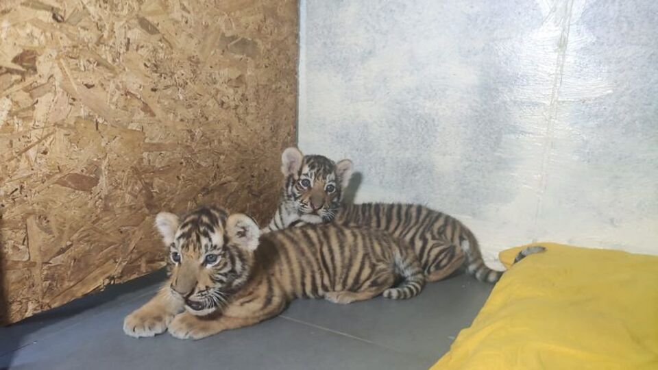 Türkiye´nin 2 Bengal kaplanı daha oldu