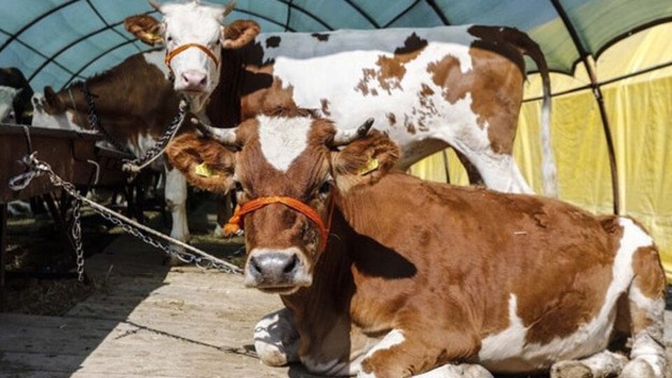 Kurban Bayramı tarihi 2020