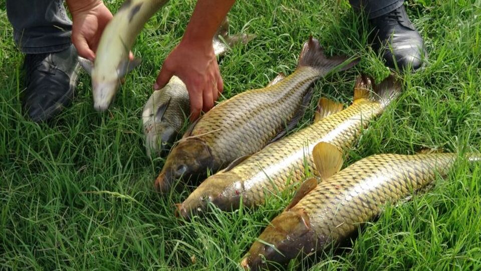 Sıra dışı balık tutma yöntemi!