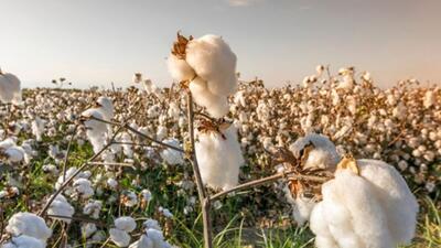 İSO'dan pamuk için 10 öneri