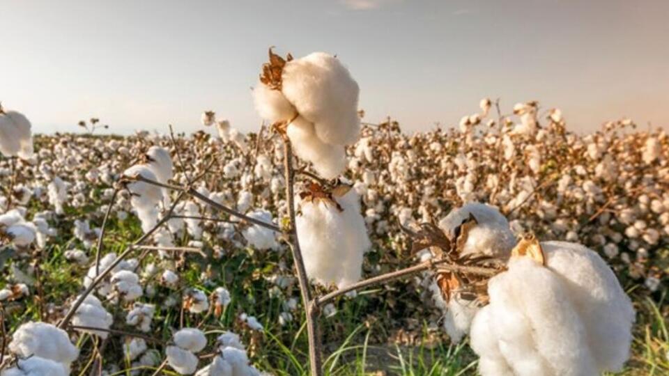 İSO'dan pamuk için 10 öneri