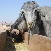 Kurban Bayramı ne zaman?
