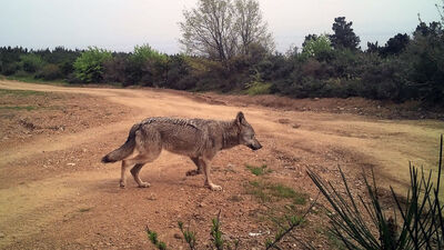 Yaban hayatı fotokapana yakalandı