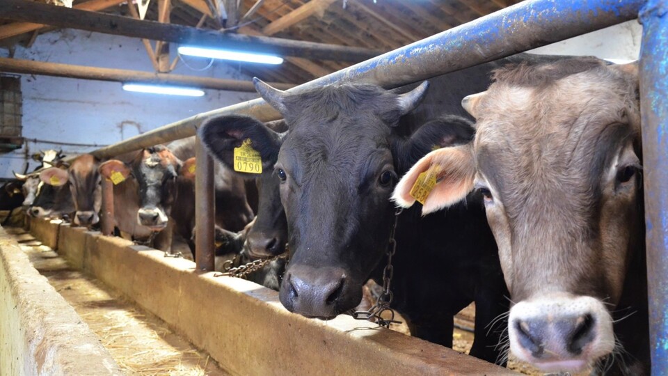 Bakanlık açıkladı! Kurbanlık alacaklar dikkat