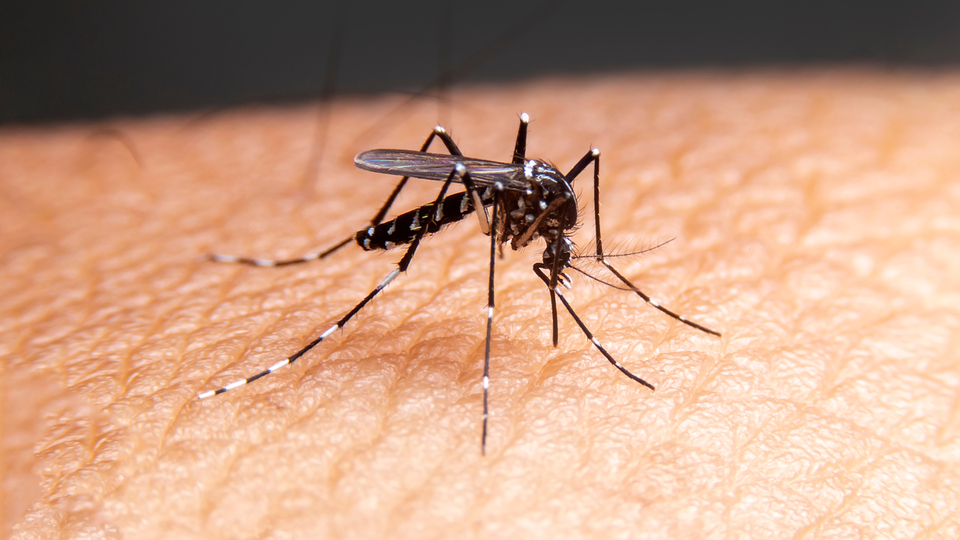 Uzmanlar uyarıyor! Virüsü taşıyabilme riski fazla