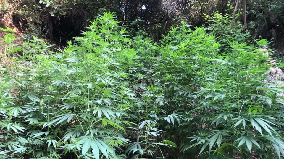 Hatay'da uyuşturucu operasyonu