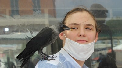 Film gibi dostluk... Vefalı karga omzundan ayrılmıyor