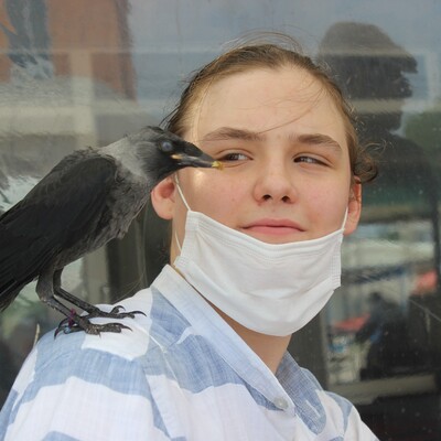 Film gibi dostluk... Vefalı karga omzundan ayrılmıyor