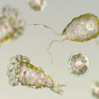 Beyin yiyen amip nedir?