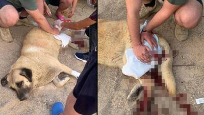 Bu nedir şimdi? Köpeği bıçakladı