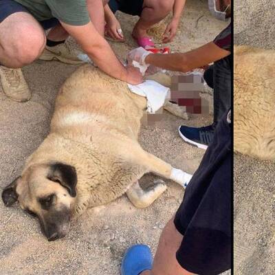 Bu nedir şimdi? Köpeği bıçakladı