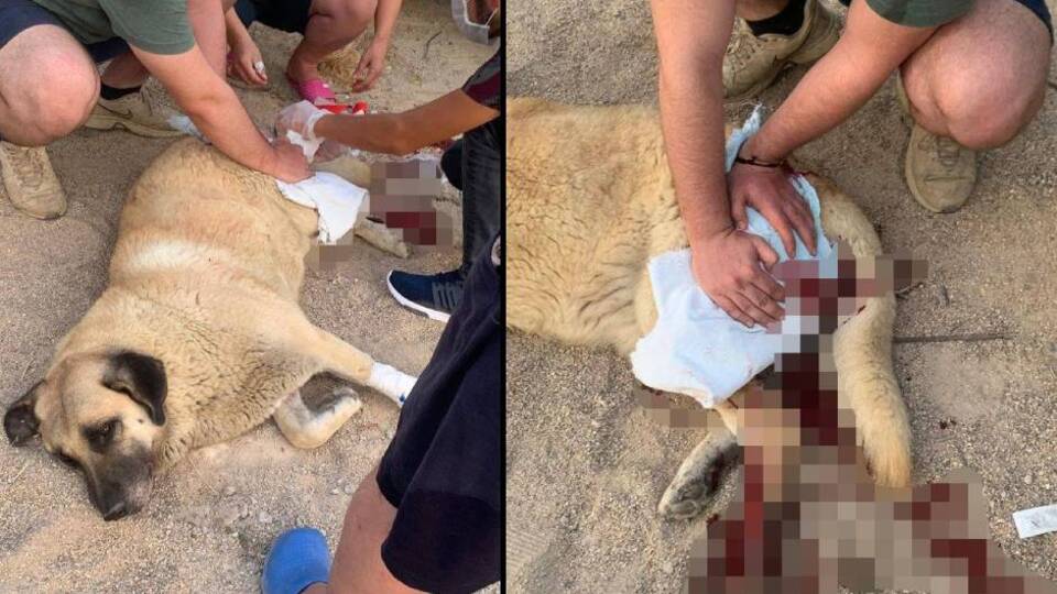 Bu nedir şimdi? Köpeği bıçakladı