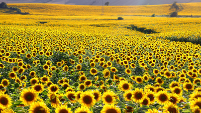 Fotoğraf tutkunlarını ağırlıyor