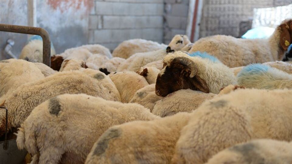 Kurbanlık seçerken hayvanın sağlığına ve koronavirüs tedbirlerine dikkat edilmesi uyarısı