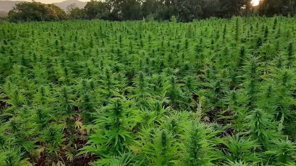 Jandarma'dan narkotik operasyonlarına ilişkin açıklama