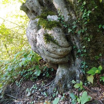 Gören şaşkınlık yaşadı! Sanki ağacı koruyor...