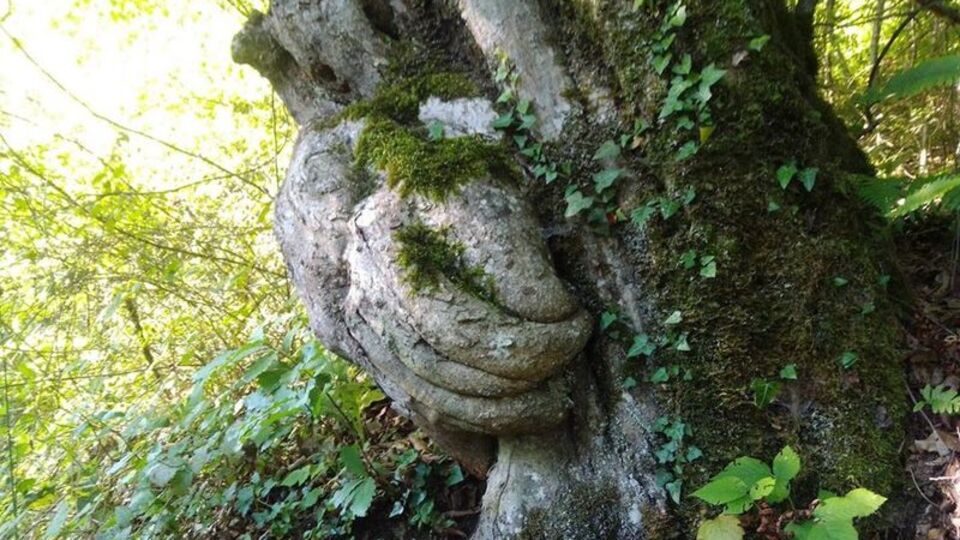 Gören şaşkınlık yaşadı! Sanki ağacı koruyor...