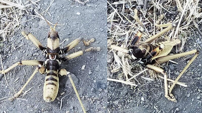 Görür görmez telefonuna sarıldı