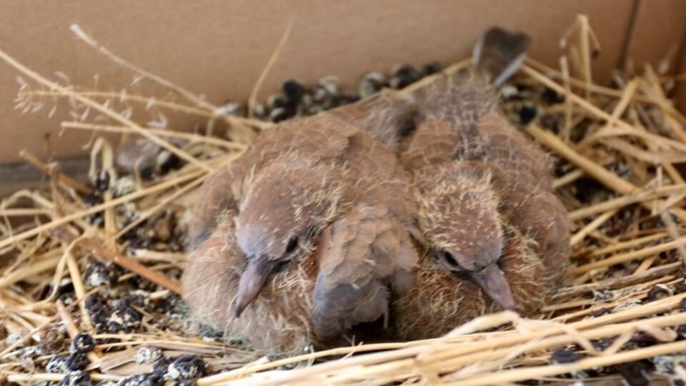 Misafir odasını kuşlara bıraktı