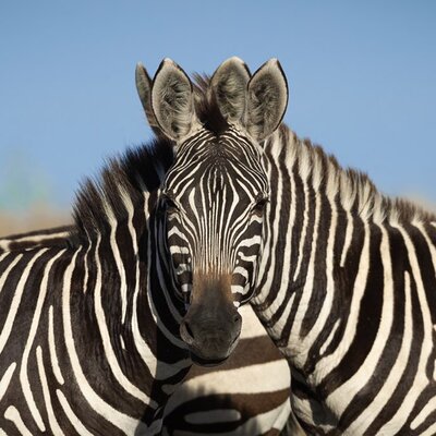 İnterneti ikiye böldü... Hangisi kameraya bakıyor?