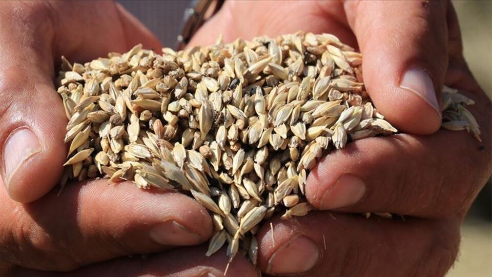 10 bin yıllık 'Hitit buğdayı'na tescil