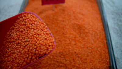 İhracat şampiyonu kırmızı mercimek