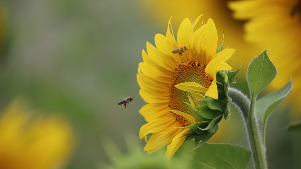 Ayçiçek balının taban fiyatı belirlendi