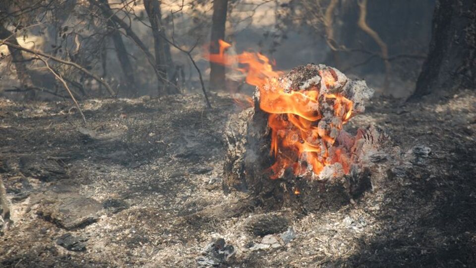 Saros Körfezi'nde orman yangını