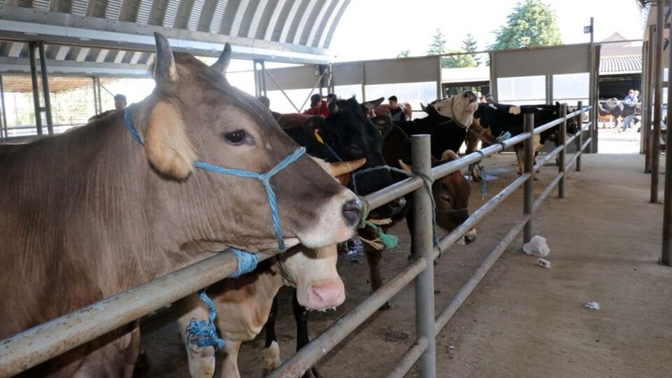 Kurbanlıklar İstanbul'a gelmeye başladı