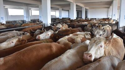 İstanbul'da kurbanlık fiyatları açıklandı