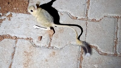 Adıyaman'da kanguru faresi görüldü