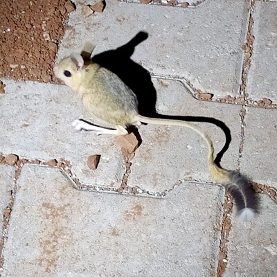 Adıyaman'da kanguru faresi görüldü