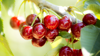 Kiraz ihracatından yeni rekor geldi
