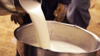 Toplanan inek sütü miktarı azaldı