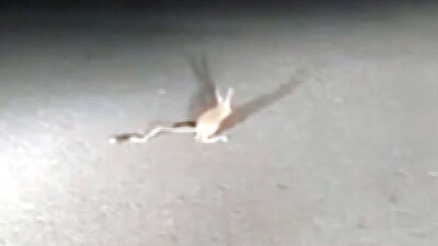 Ankara'da görüntülendi