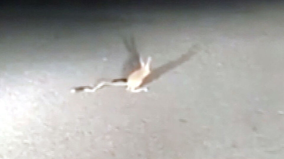 Ankara'da görüntülendi