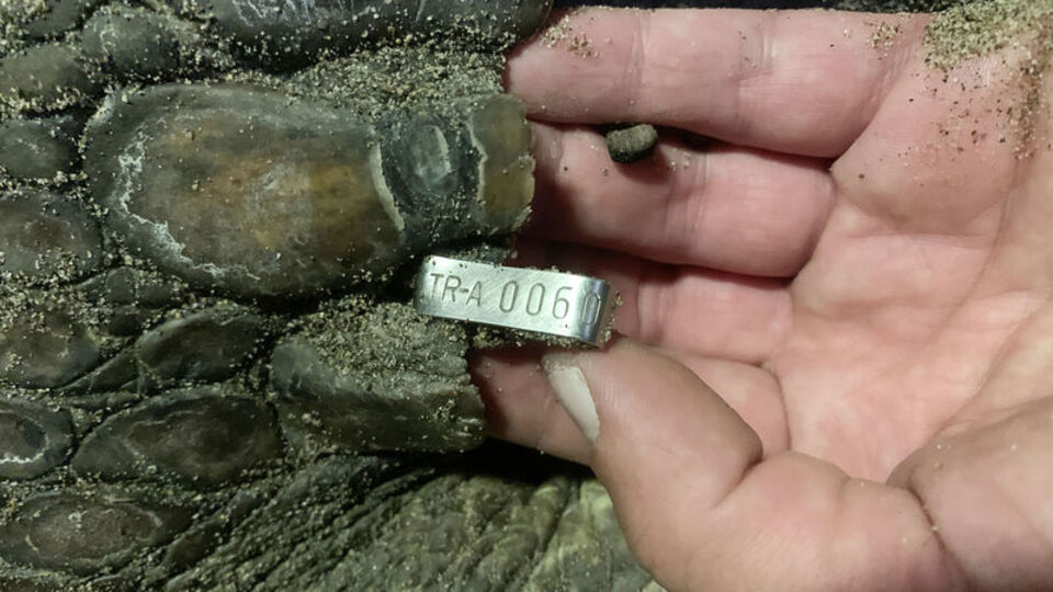 21 yıl sonra ilk! Yumurta bıraktılar