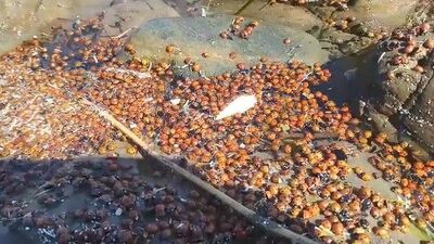 Korkutan görüntü! Toplu bulundular