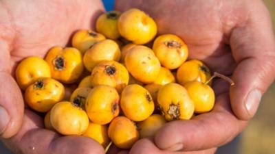 Şifa kaynağı alıç sirkesi ve faydaları