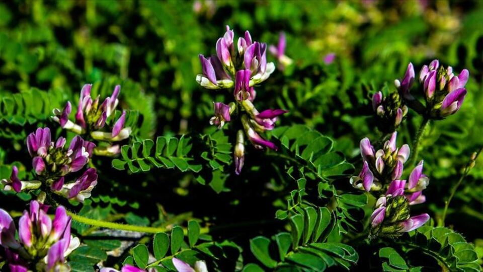 Dünyada sadece Bartın'da yetişiyor!