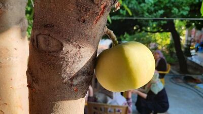 Görenleri şaşırttı! Gövdesinden meyve çıktı