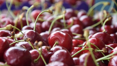 10 ülkeye ihraç ediliyor