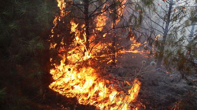 Şanlıurfa'da orman yangını