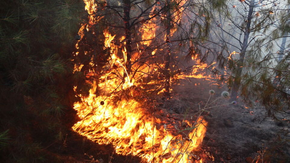 Şanlıurfa'da orman yangını