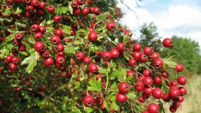 Şifa deposu alıçın sağlığa faydaları